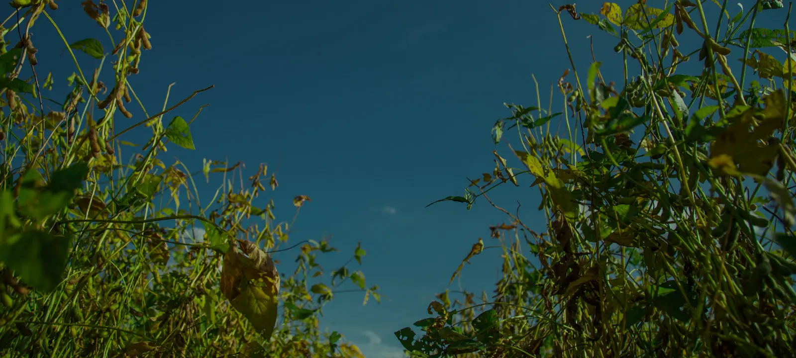 banner3