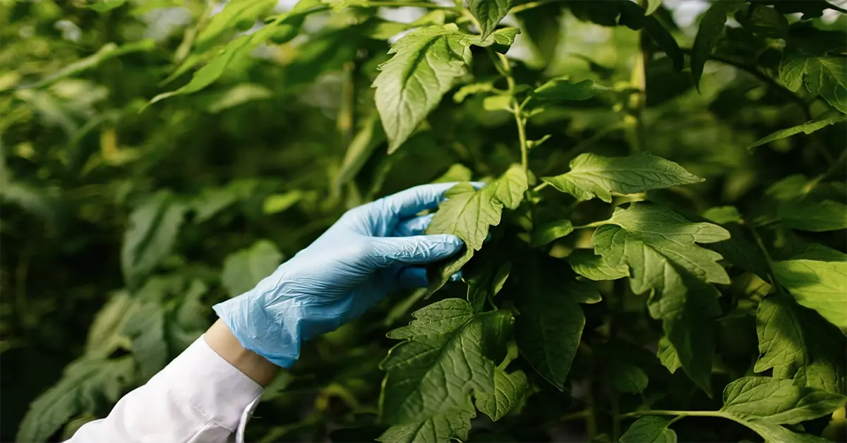 news-phytosanitary-banner