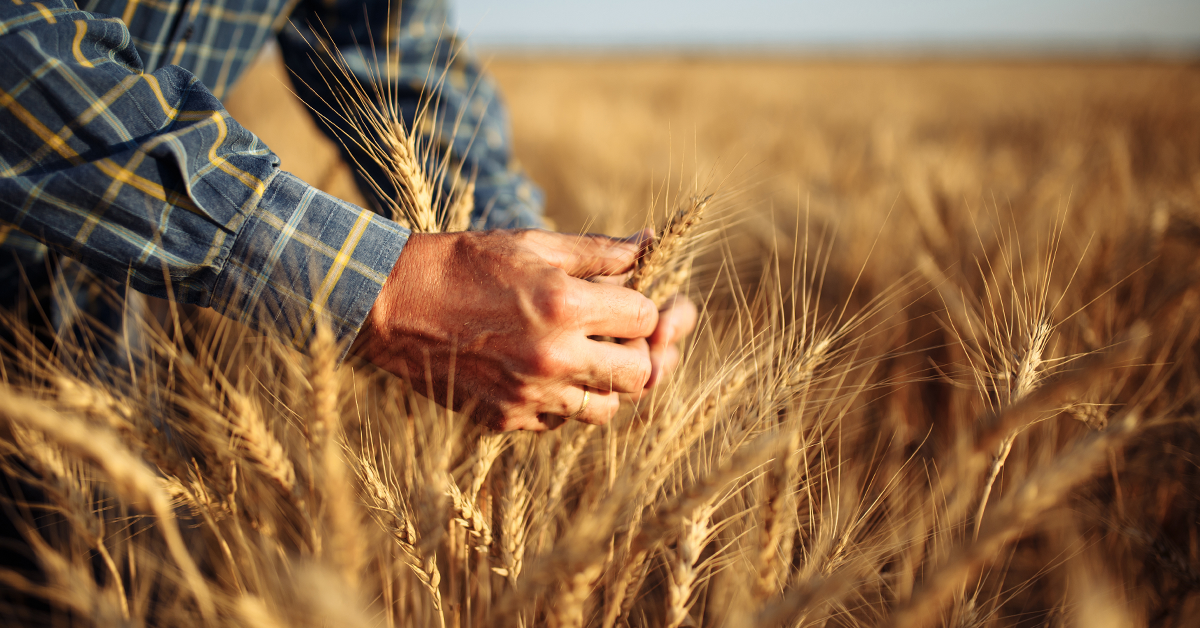 fitosoil_agronomic_analysis_1200x628
