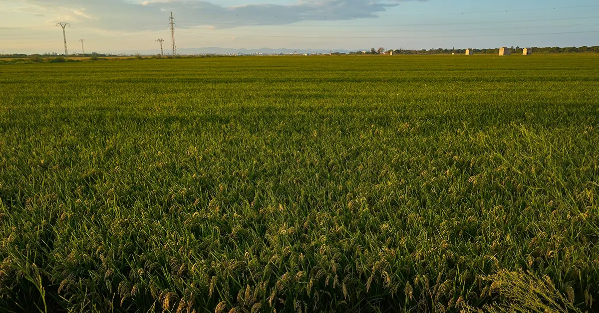 news-brazil-2025-crop-season-banner