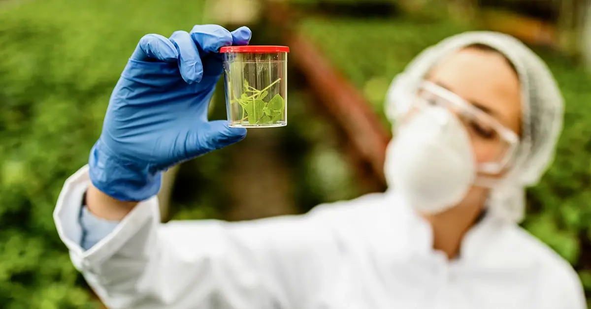 news-phytosanitary-inspection