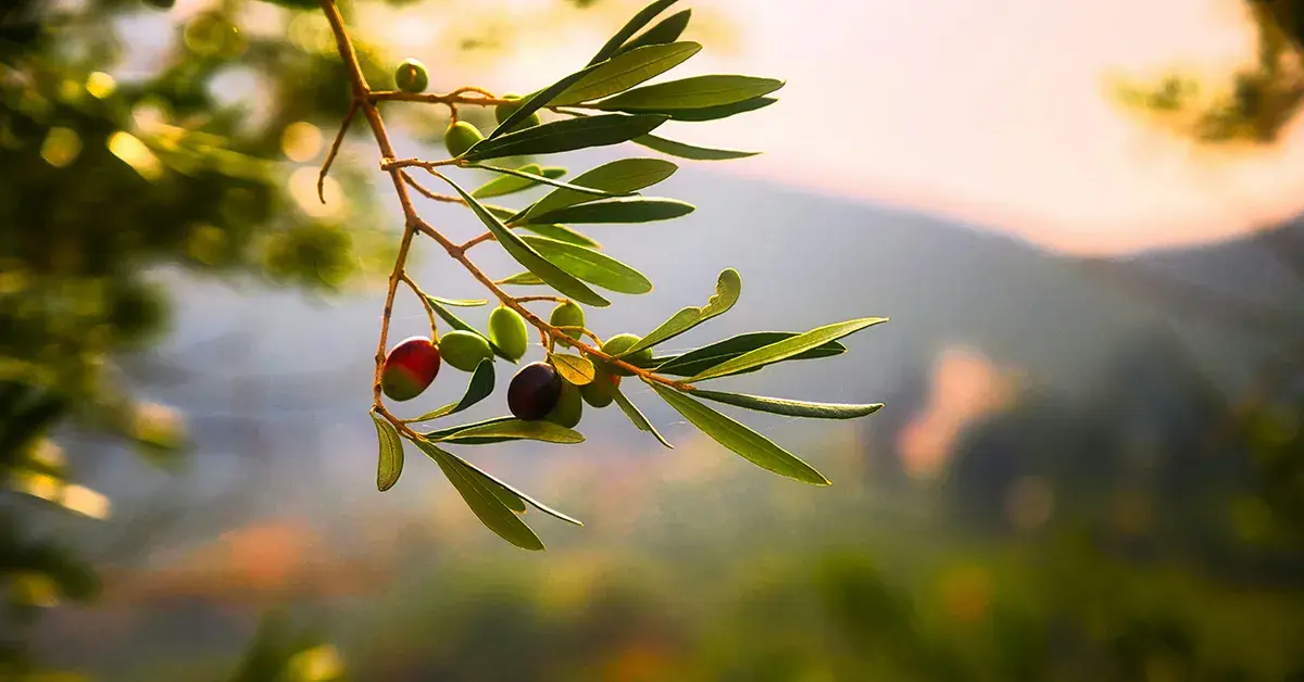 events-olives-agronomica